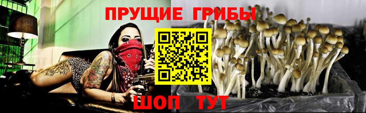 наркотики  Псилоцибиновые грибы прущие грибы  Вход с VPN  Лабинск 